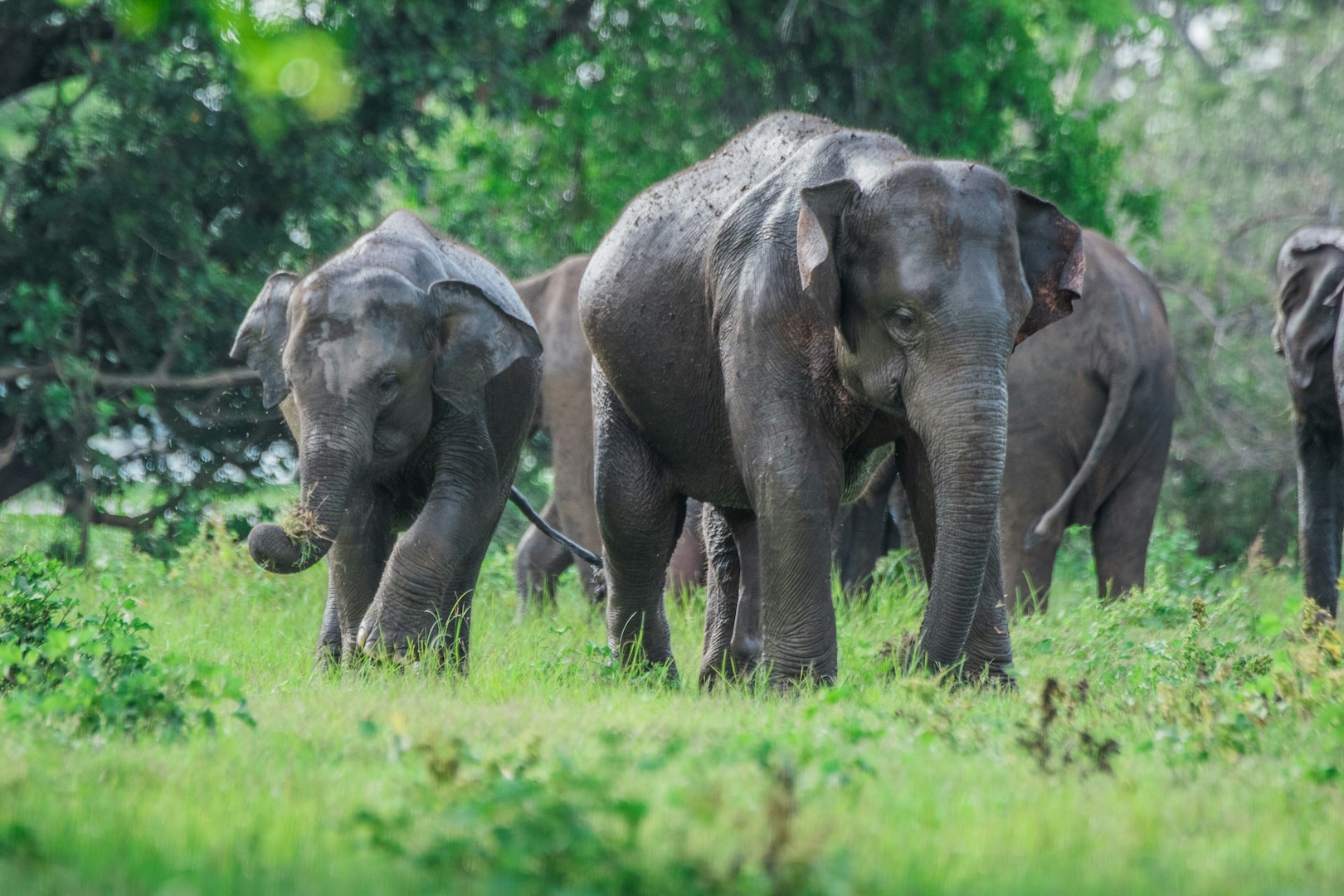 elphants_udawalawe