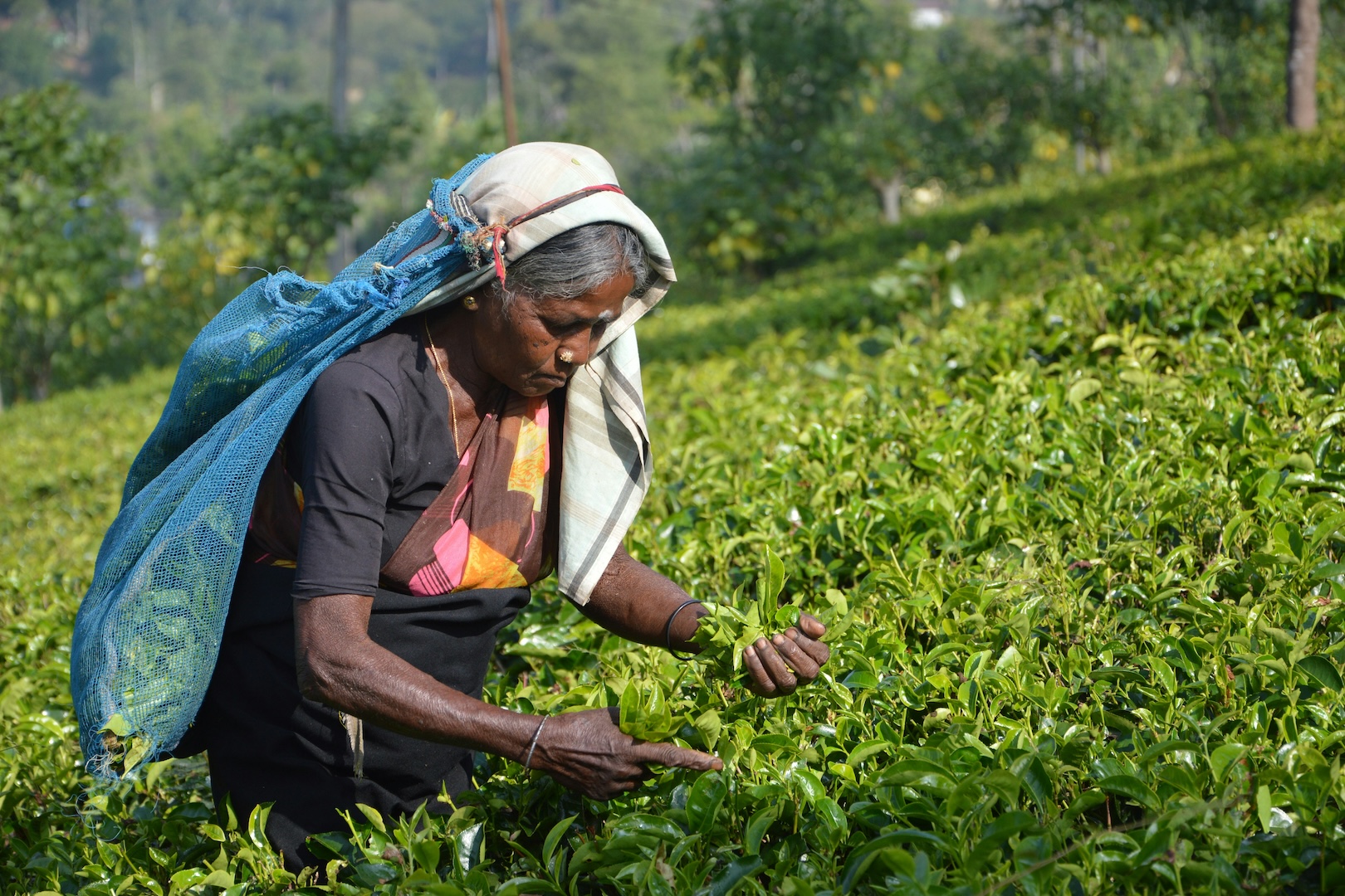 tea-harvest-sri-lanka