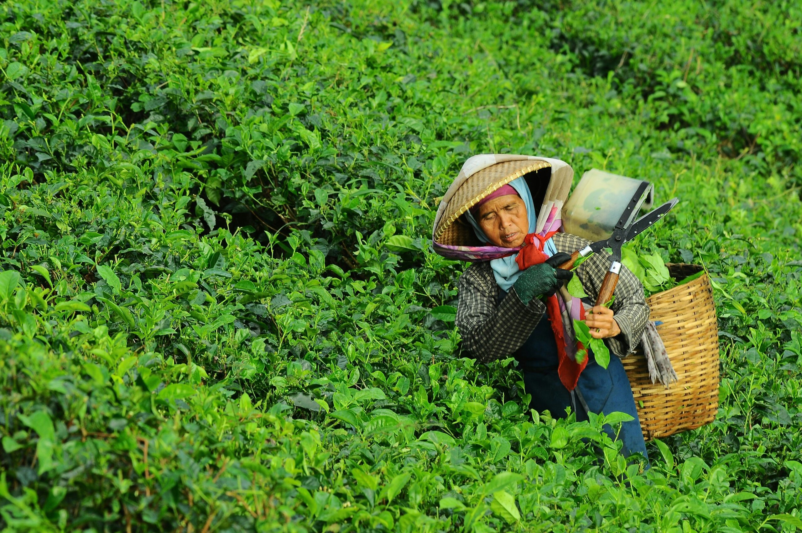 tea2