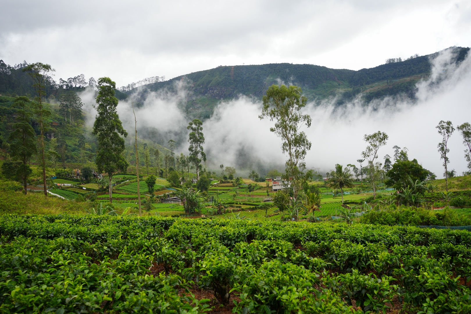 srilanka_green