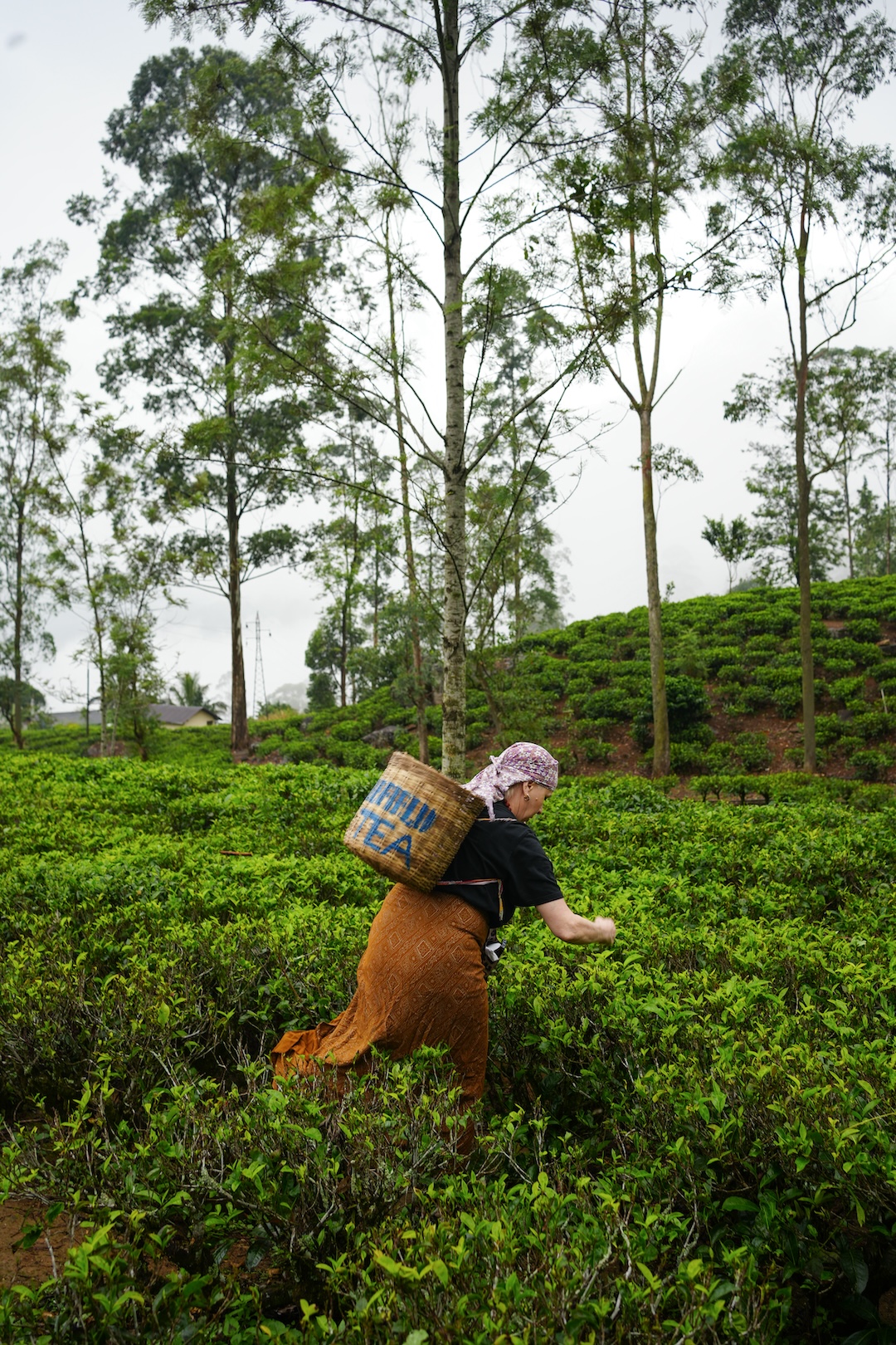 teaplantation_nuwaraeliya