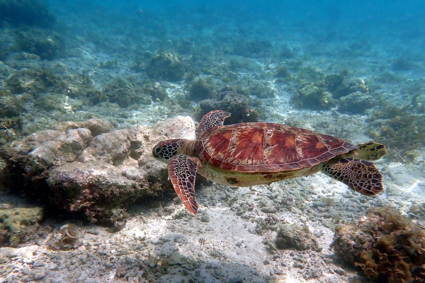 cebu island