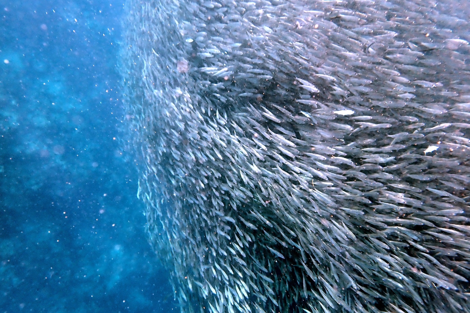 Swarm Of Sardines