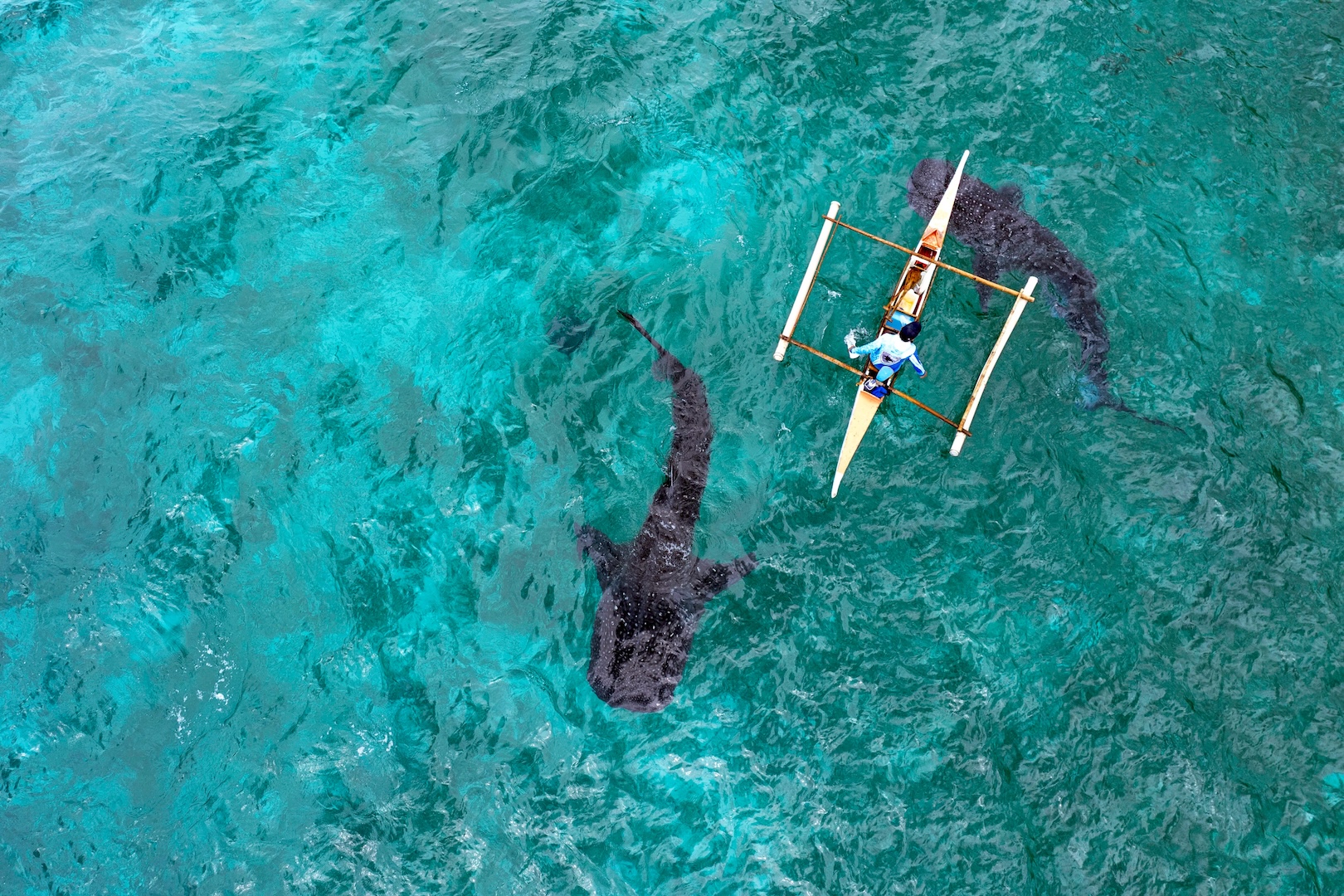 Aerial View of Whale Sharks Interacting with fishman on a boat.