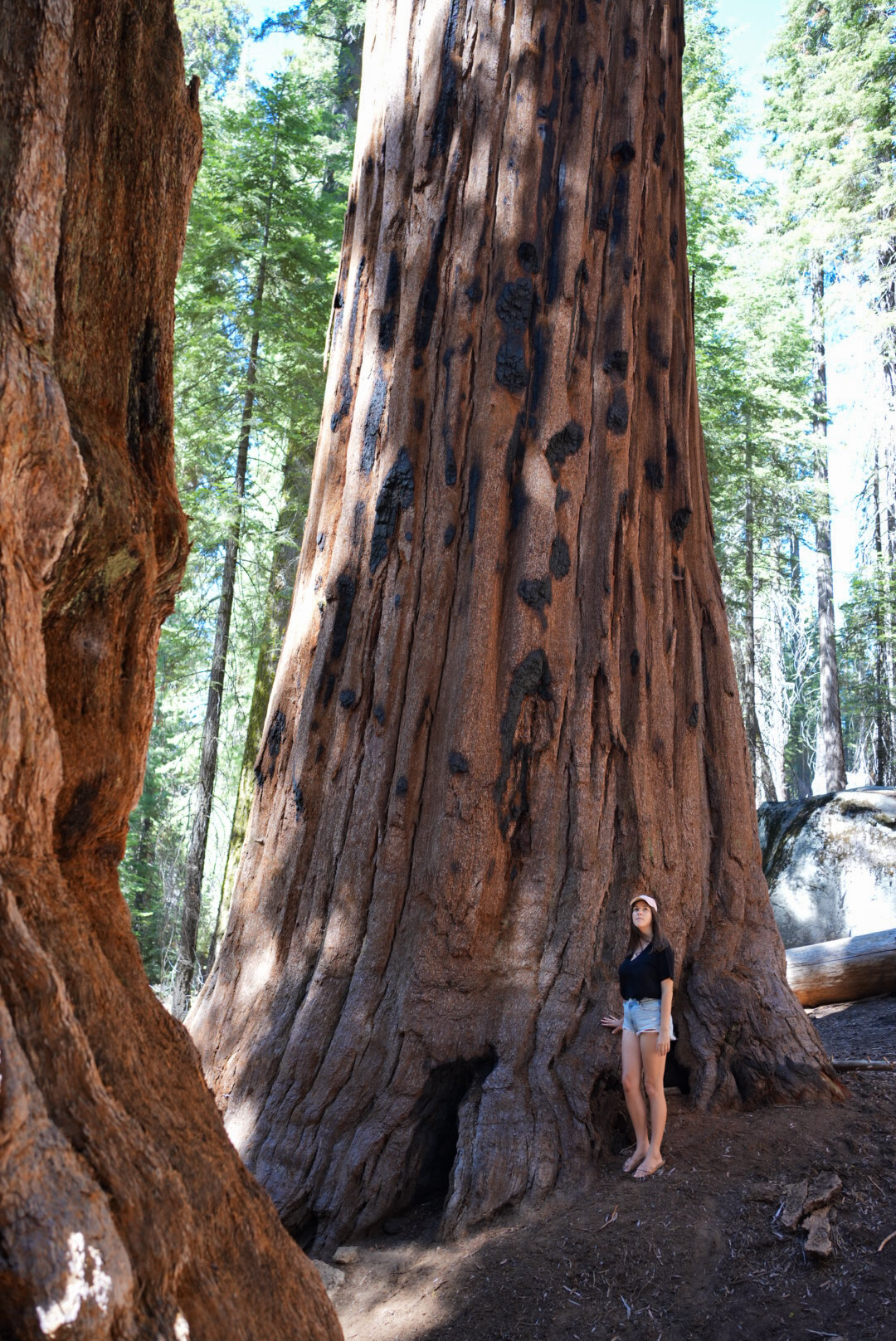 sequoiapark5