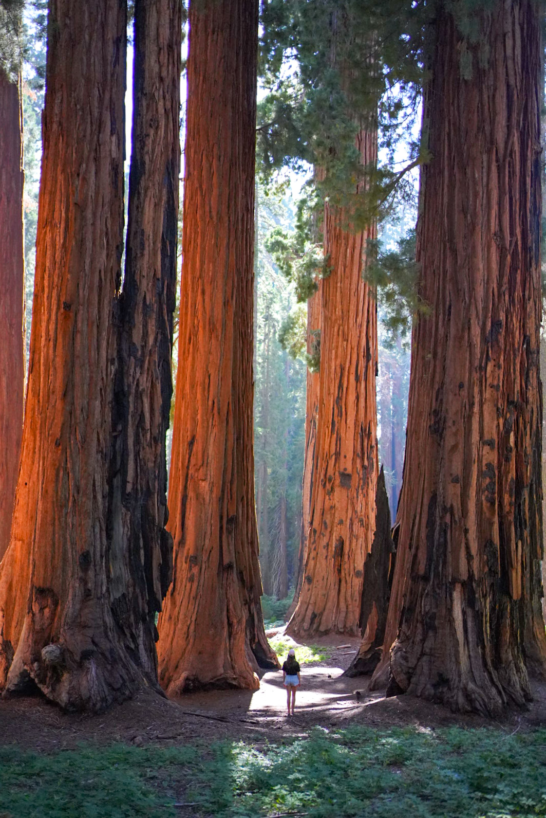 sequoiapark6